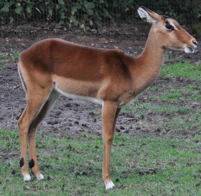 antelope_unknown.jpg