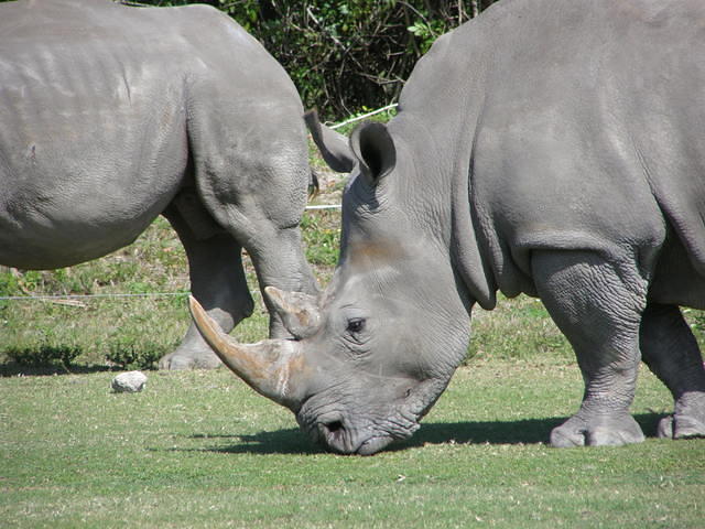 close up rhino grazing