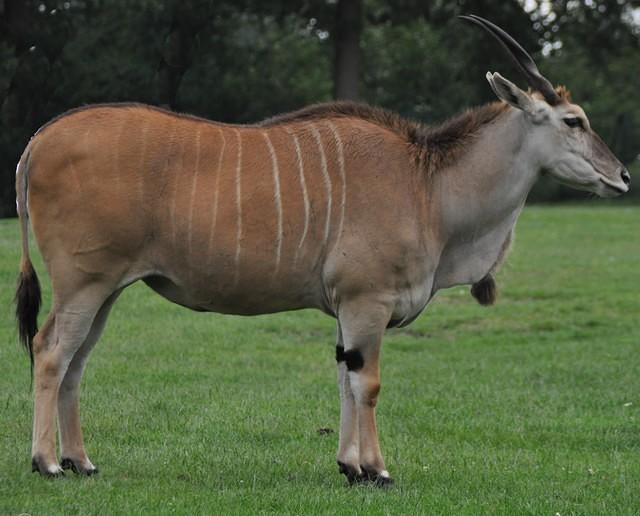 elen_antelope.jpg