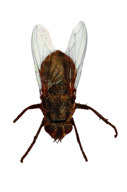 fliege