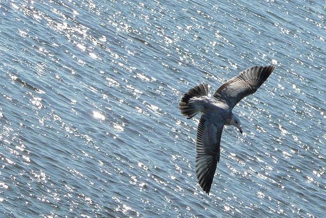 flying-54986