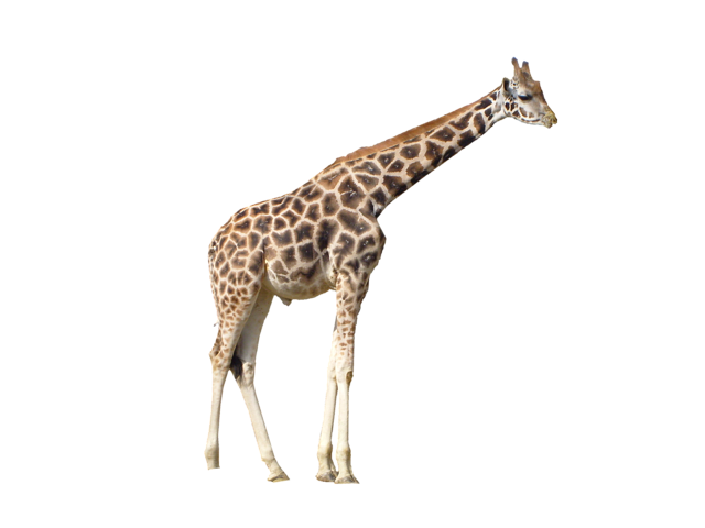 giraffe.png