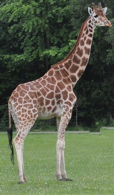 giraffe1.jpg