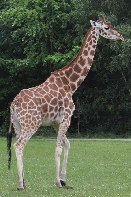 giraffe2.jpg