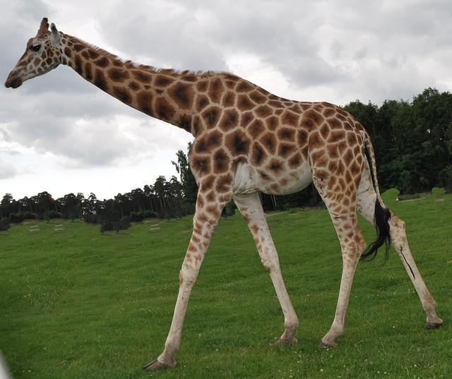 giraffe3.jpg