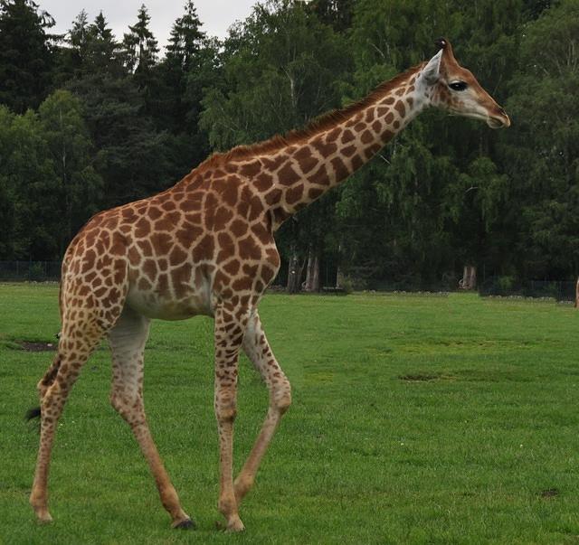 giraffe4.jpg