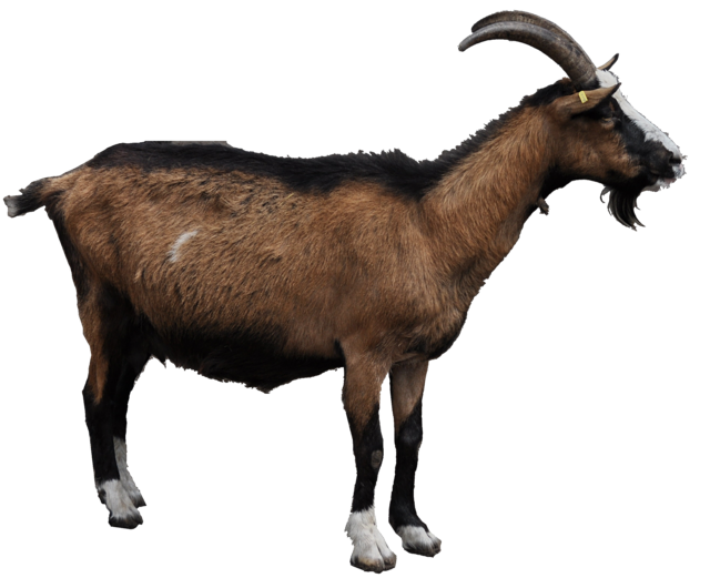 goat_alpha.png