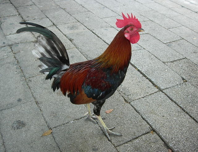 keywest-rooster