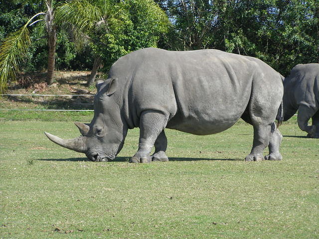 rhino grazing