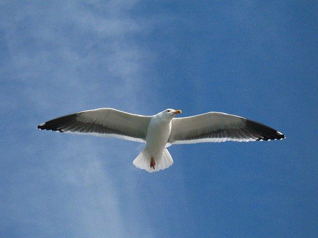 seagull-2166