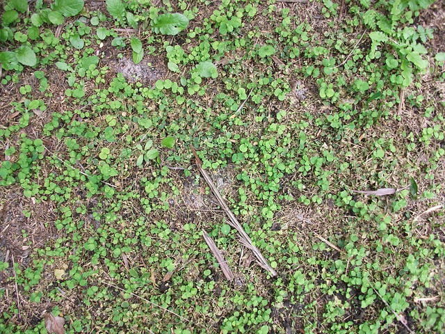 DSCF0175.JPG