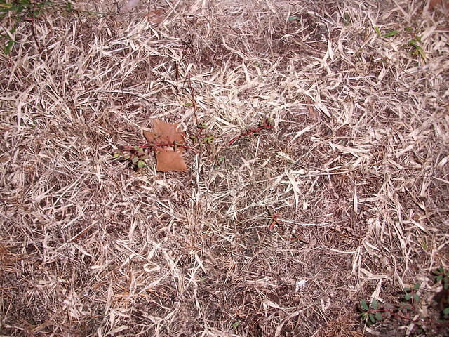 DSCF0244.JPG