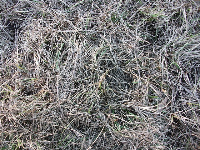 DSCF0288.JPG