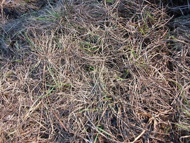 DSCF0305.JPG
