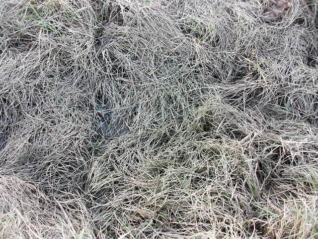 DSCF0306.JPG