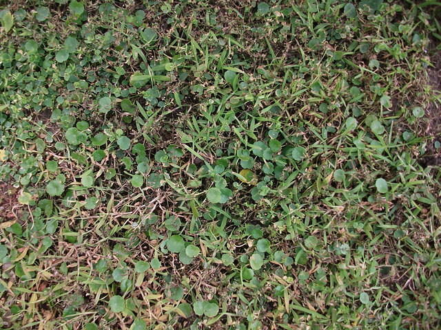 DSCF0474.JPG