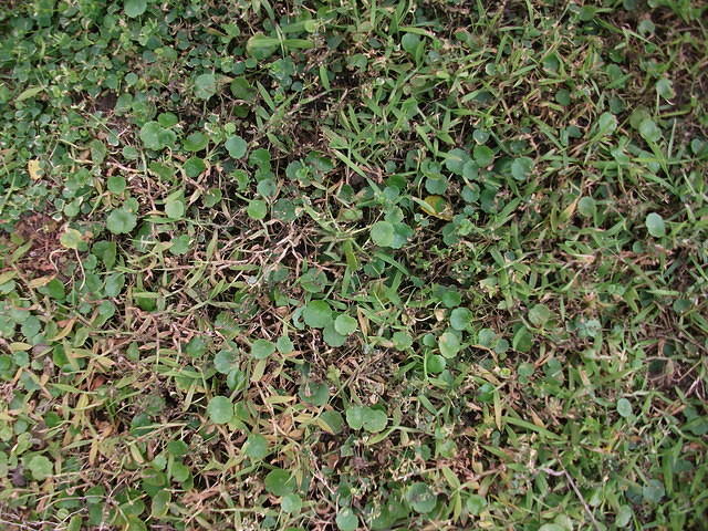 DSCF0475.JPG