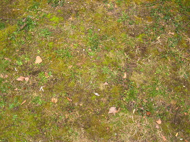Moss