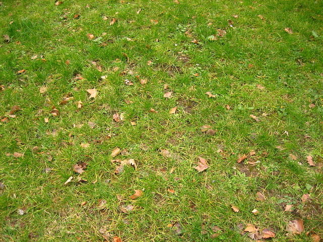 Grass