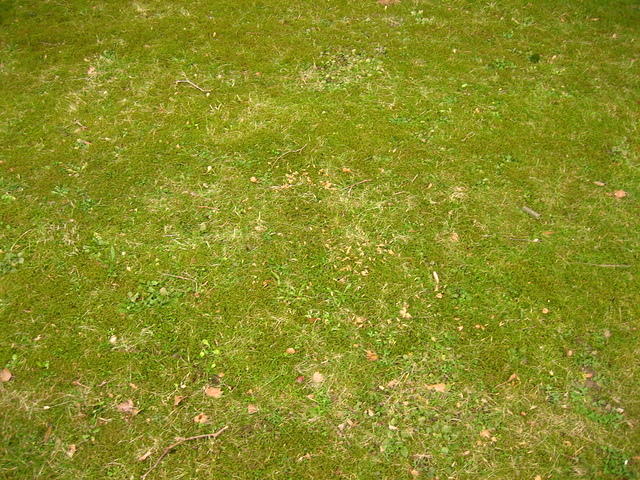 Grass