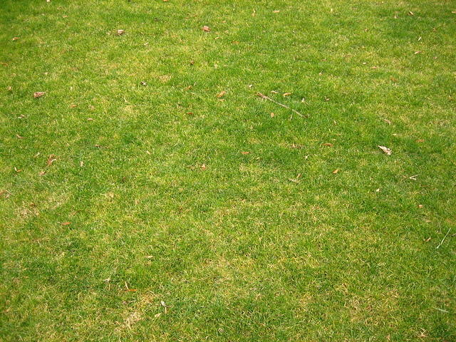 Short grass