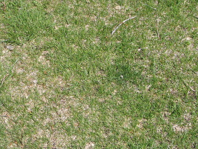 grass_001