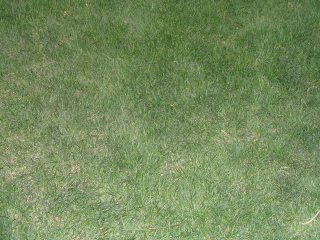grass_004