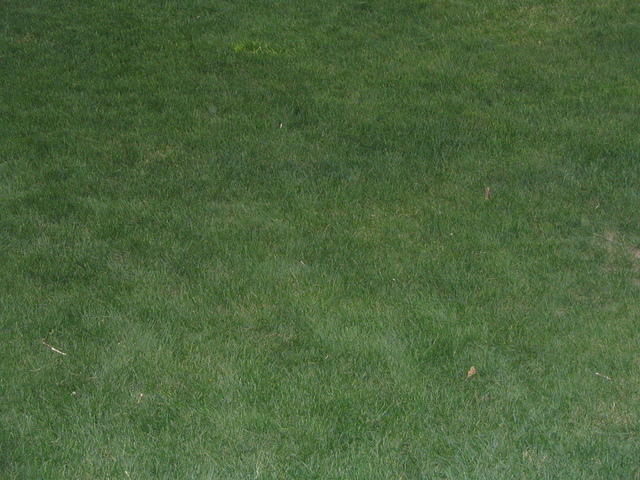 grass_005