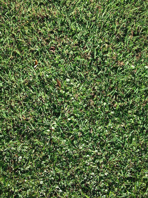 grass_2.jpg