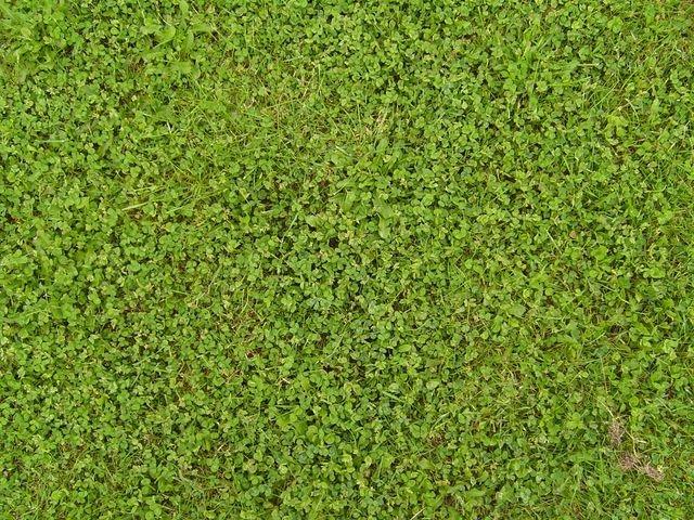 grass_clover_TT7010116.JPG