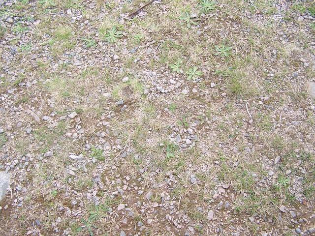 Grassy ground texture