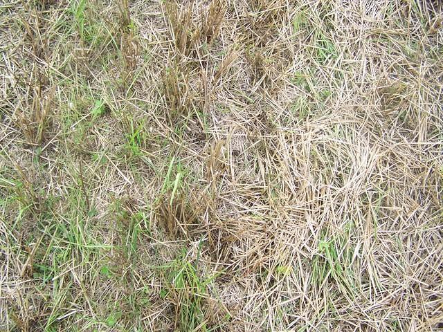 Grass/Field texture