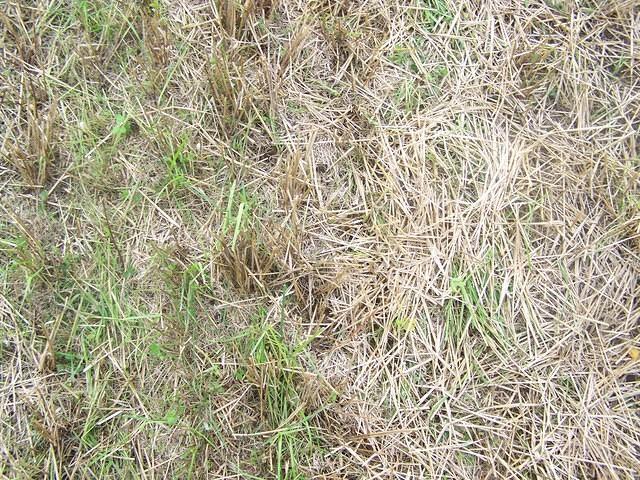 Grass/Field texture