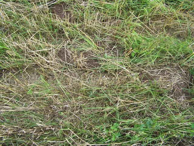 Grass/Field texture