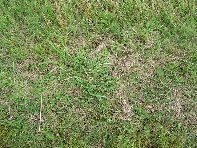 Grass texture