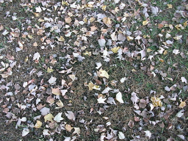 DSCF0340.JPG