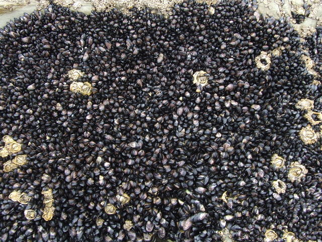 Shellfish on rock, Waimarama beach, Hawkes Bay, New Zealand