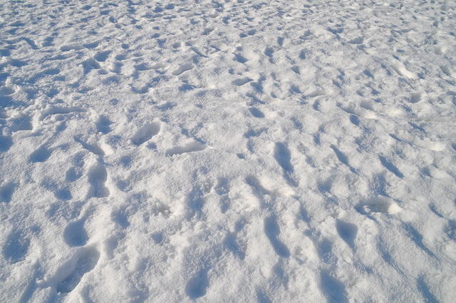 DSC_0400.JPG