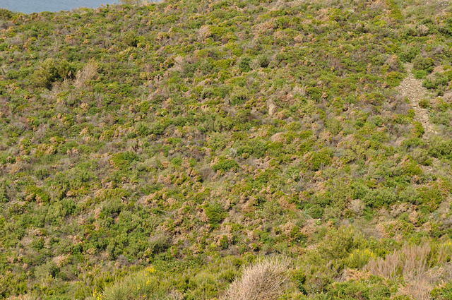 Mediterranean bushy terrain