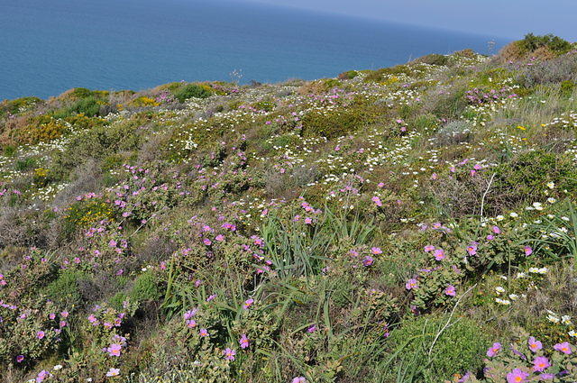 Mediterranean bushy terrain with ocean in background