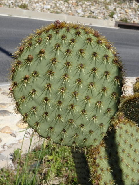 TT DSC02448