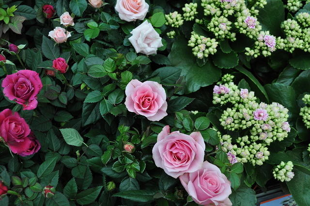 DSC_2131.JPG