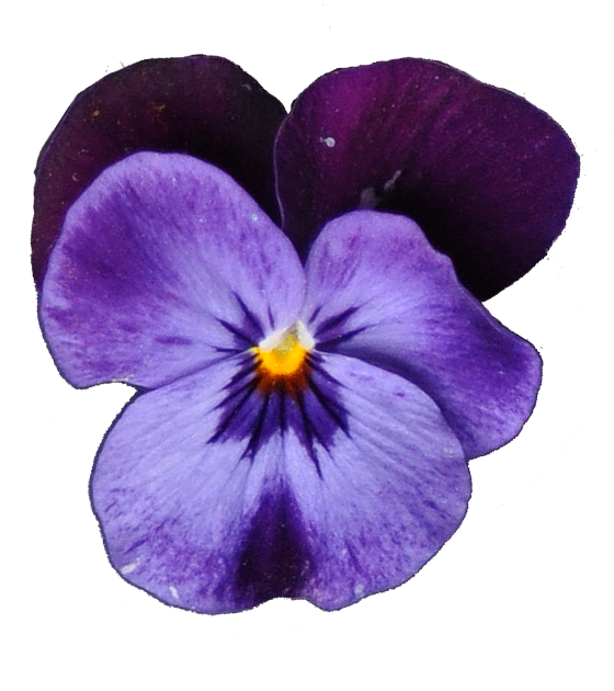 Stiefmuetterchen_blau.png