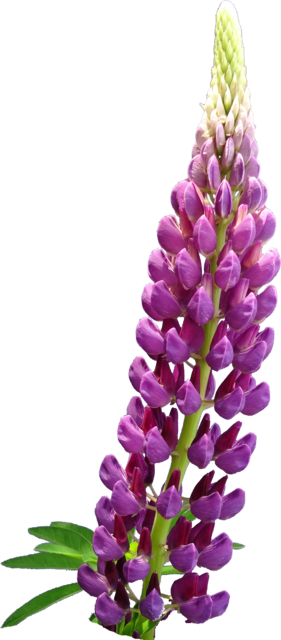 TT lupine alpha