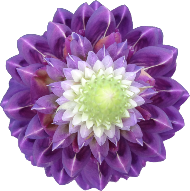 TT lupine topview alpha