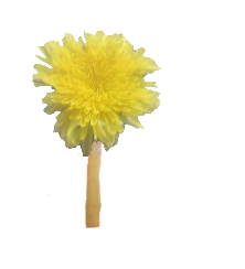 dandelion