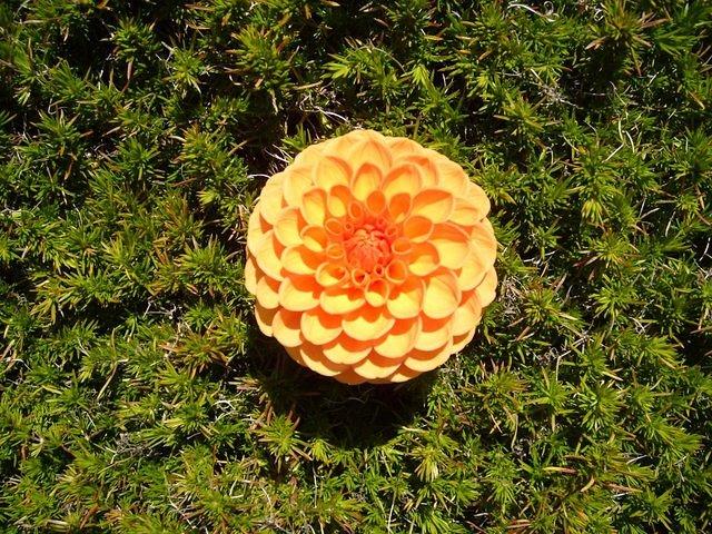 flowers_texture_TT000101.JPG