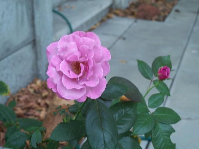 pink rose