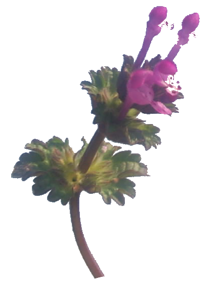 purple_spring_weed