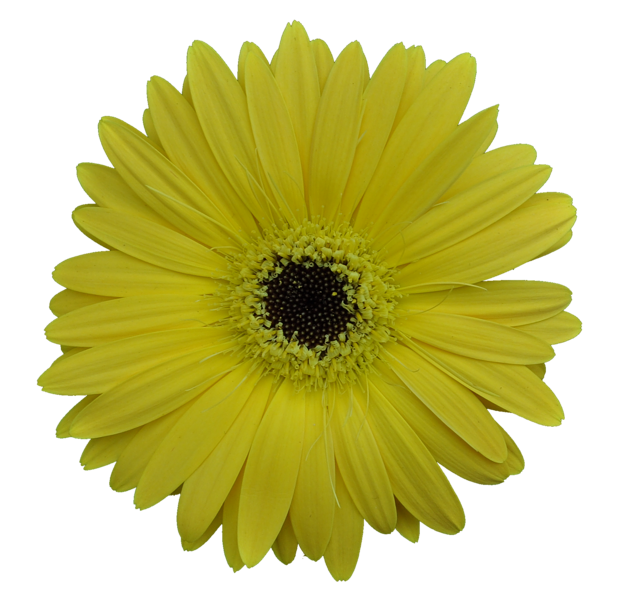 yellow_gerbera